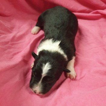 chiot Border collie Noir et Blanche avec grand collier F Noire et Blanche Grand Collier Elevage de la Planquette