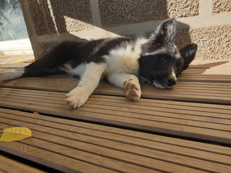 F Noire et Blanche Grand Collier Femelle Border collie