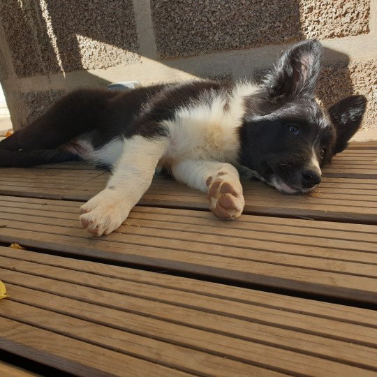 F Noire et Blanche Grand Collier Femelle Border collie