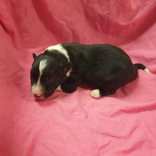 F Noire et Blanche Petit Collier Femelle Border collie