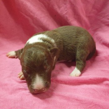 chiot Border collie Rouge et Blanc M Rouge et Blanc Elevage de la Planquette