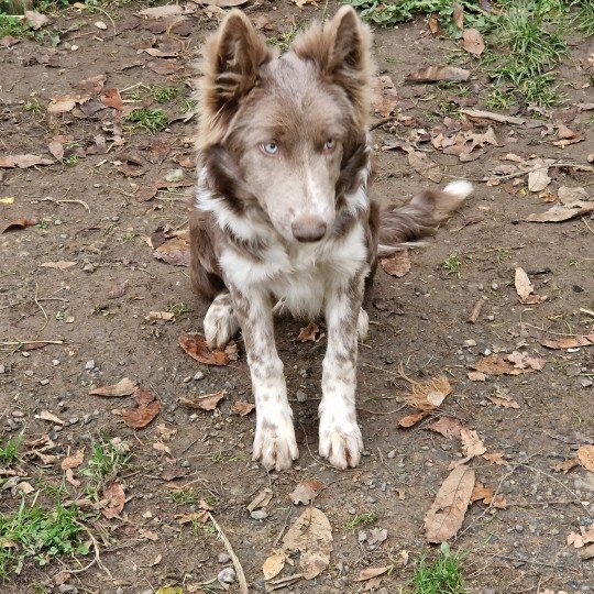 Tess Femelle Border collie